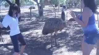 Emu Mating Dance
