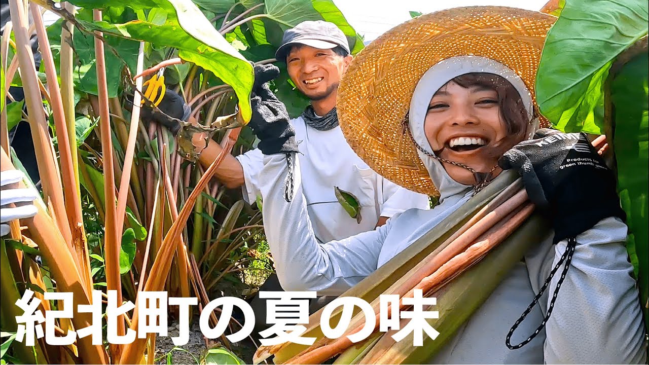【郷土料理】夏の味！伝統の「くき漬け」づくりに挑戦【三重県紀北町】