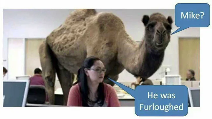 Camel Hump Day Furlough Day