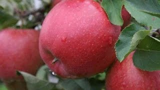 Яблоки оптом от производителя(, 2016-12-11T18:12:07.000Z)