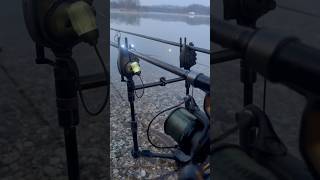 Der perfekte Wecker ⏰ #shorts #carprun #carpfishing #fishing