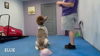 Strike a Pose: Playcare, September 2023 by Manners Matter Dog Training and Daycare 14 views 7 months ago 1 minute, 18 seconds