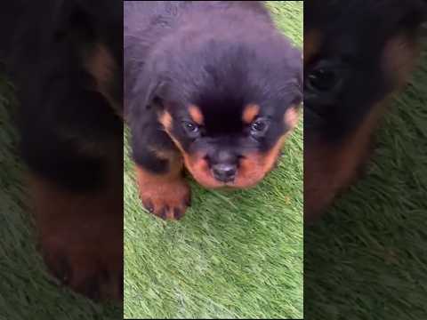 كلب الروت وايلر Rottweiler 