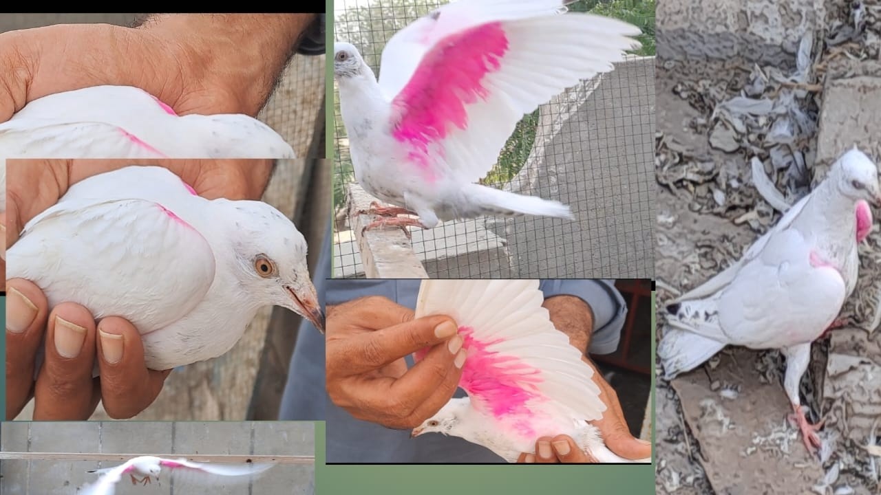 pigeon catching video