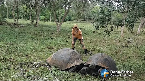 Lobular Breast Cancer: Adventuring beyond diagnosis | Dana-Farber Cancer Institute