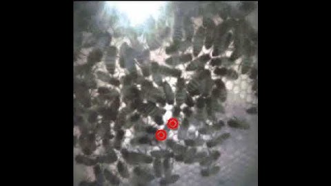 Faster Objects More Objects (FOMO) Queen bee tracking 320x320 - Coral Dev Board Micro