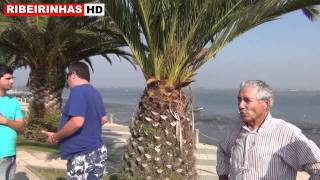 Abutre visitou a Torreira e surpreendeu população