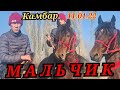 Камбар МАЛЬЧИК 👦 2200 $