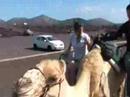 Amy, Beth and Ellen in Lanzarote on a camel ride p...