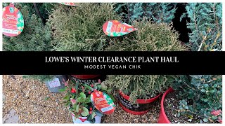 Lowes 75% Off Winter Clearance Plant Haul 2021 | Evergreens🌲