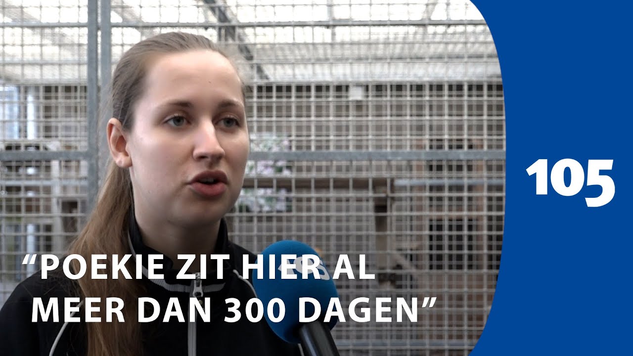 Een kwart van de katten in het asiel zit daar lang 'Wie geeft ze nog een fijn thuis?' | Haarlem105
