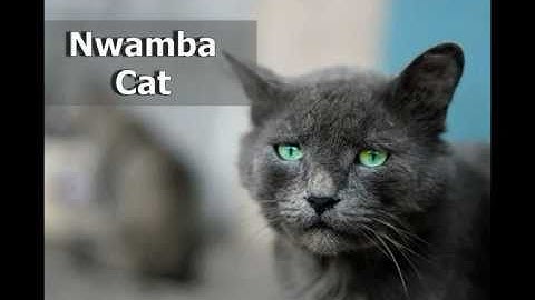 Igbo Lesson: Word of the day - Nwamba (Cat) - Learn Igbo Easily