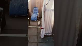 Electric Rabbit Part 2