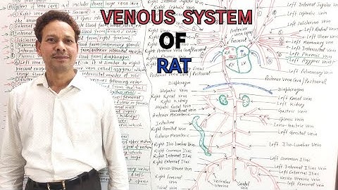 Venous System of Rat(Rattus Rattus) | For IAS,NEET,GATE,NET and BSc