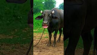 Httpsyoutubecomshortsisobqxzylf8siyvcknarcp8wnwvb comedy tarndeng shorts