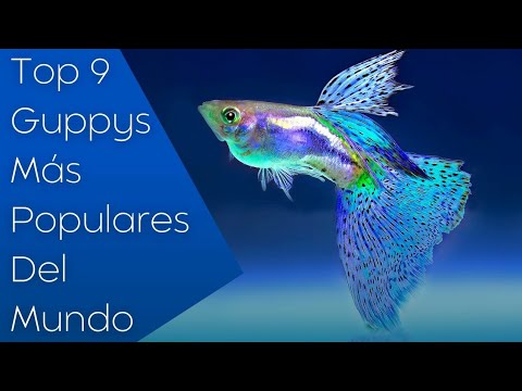 TOP 9 Guppys más Populares de Todos los Tiempos