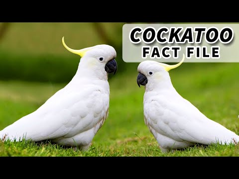 वीडियो: कॉकटू किस तरह का पक्षी है?