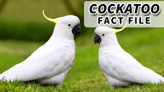 Cockatoo Facts: FUN FACTS about the COCKATOO | Animal Fact Files