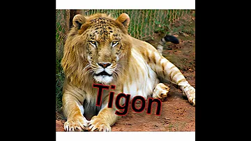 Cross Animals Shorts Tigon Liger 