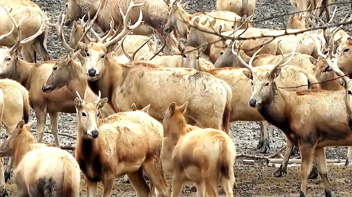 國家林草局：麋鹿保護成效顯著 種群數量近一萬頭 - 天天要聞