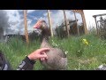 Friendly Goose: Scoop, 26 years old-Best Buddy
