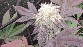 OpticLED Update26 #OpticLED #ImpelloBioScience #TeamOptic #TPSnutrients #DownToEarthFertilizers #Koi