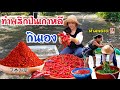 ทำพริกป่นเกาหลีกินเอง สีสวยมาก/ EP.194/เข้าสวนเก็บพริก/สะใภ้เกาหลี by Korean