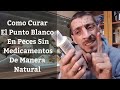  como curar el punto blanco en peces sin medicamentos de manera natural acuarios mb