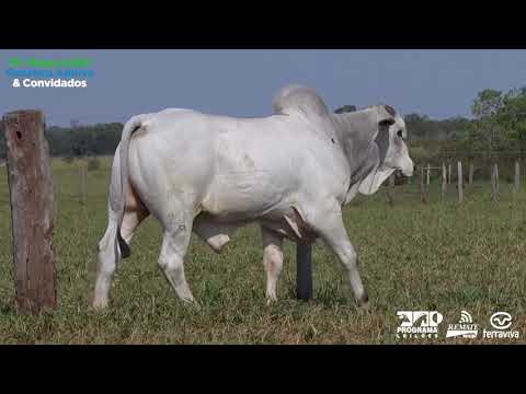 LOTE 14 - 16º Mega Leilão Genética Aditiva e Convidados