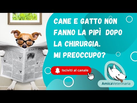 Video: Perché il mio cane non fa pipì dopo la chirurgia?