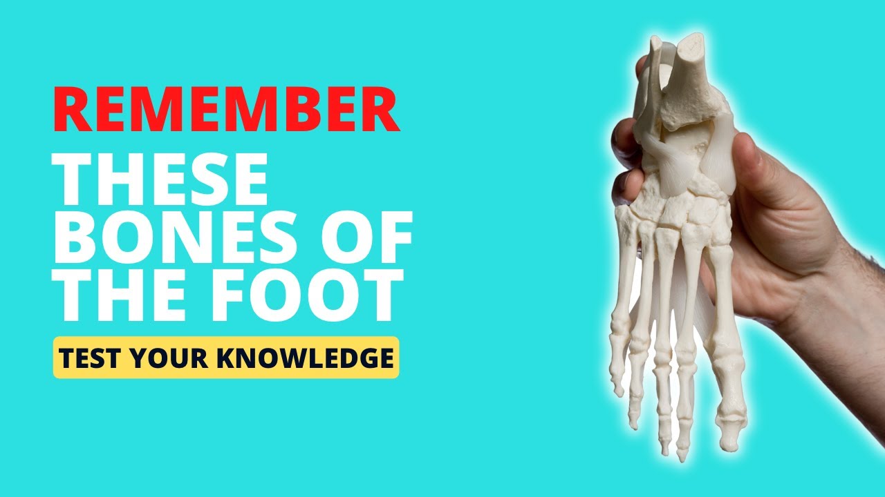 Test your Knowledge of the Bones of the Foot Human Anatomy YouTube