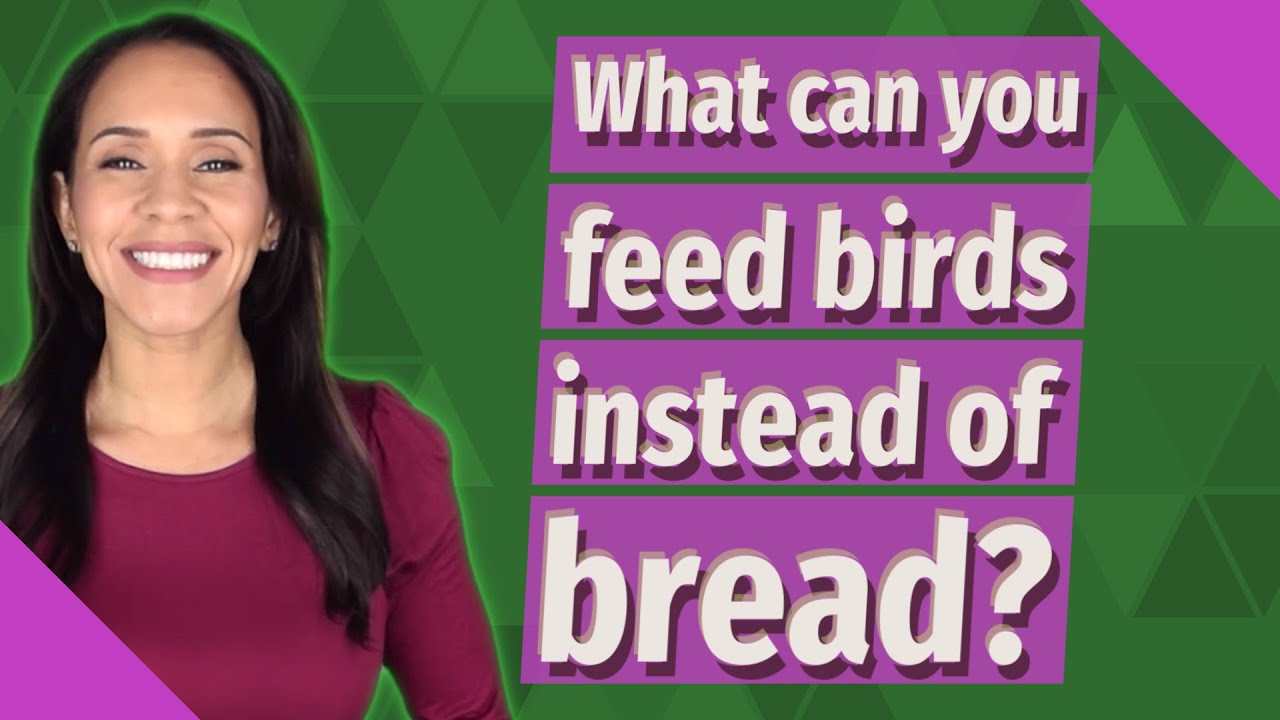 What can you feed birds instead of bread?
