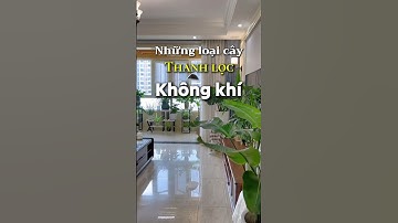 Những loại cây lọc không khí trong phòng ngủ, cải thiện việc ngủ dậy bị mệt #sacxanhgarden