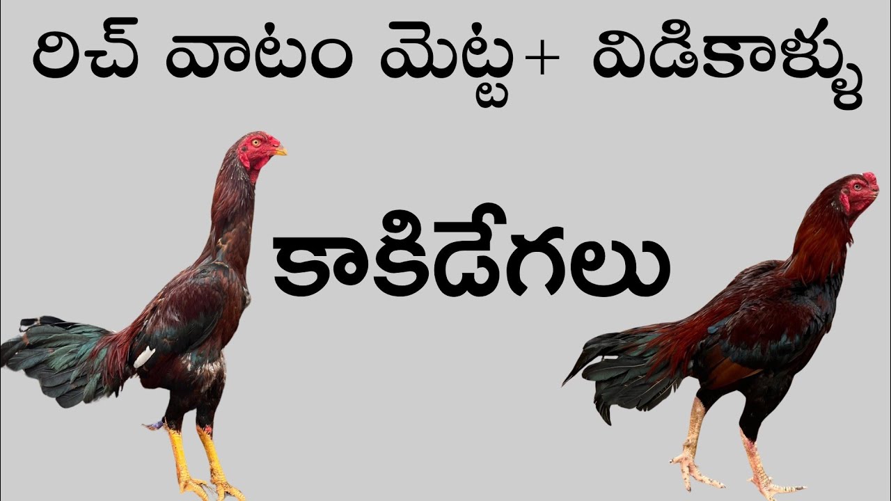 డబల్ బాడీ పుంజులు 