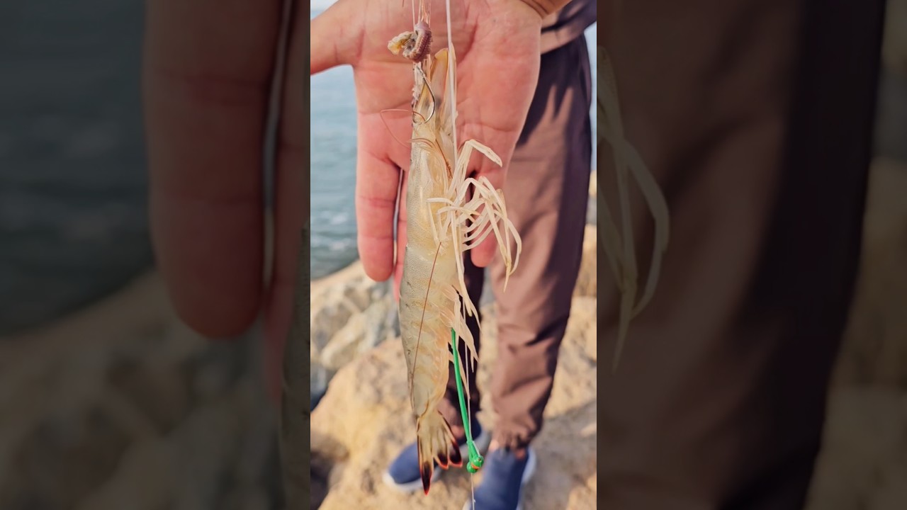 낚시에 잡힌 시화방조제 왕새우 ! #shorts