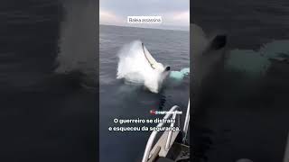 Baleia Assassina Orca Da Um Chute Certeiro Na Pequena Foca Distraída