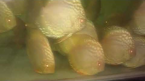 cá đĩa bồ câu albino/zalo 0399915079