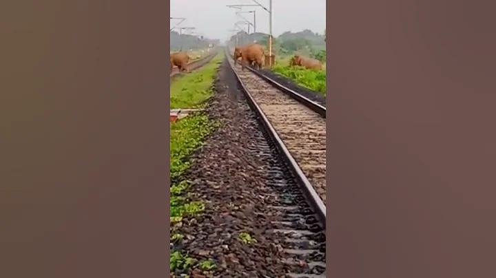 Elephant train accident 🤕😭