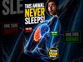 This Animal Never Sleeps 😳 | Dolphin Brain Secret Explained #science #wildlife #shorts #animalfacts