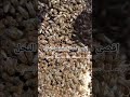 اقصى مسافة يقطعها النحل نحل  عسل