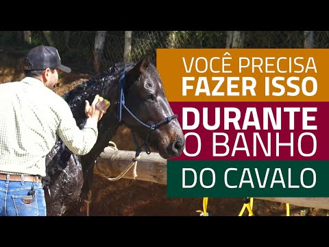 Vídeo: É quente o suficiente para banhar meu cavalo?