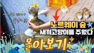 (ENG) 길에서 주워온 노르웨이숲 고양이 가족 몰아보기 |Adoption Diary of a Korean Cat Family Found on the Street | 냥보호녀