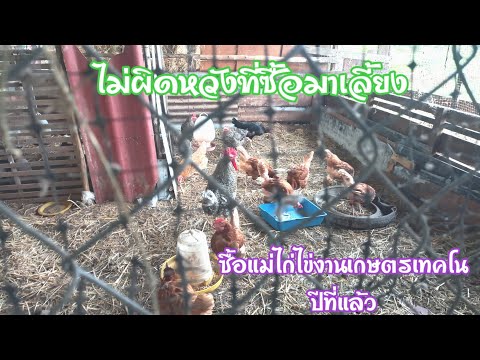 แม่ไก่ไข่พันธุ์ผสม🐔🐓ซื้อมาสอง เลี้ยงไก่ไข่ไม่กี่ตัวแต่มีไข่ออกทุกวัน🐔🥚วิถีชนบท ไก่ไข่ เลี้ยงง่ายๆไม่ยุ่งยาก EP.565