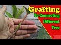 Grafting to connecting different fruit trees by grafting examples