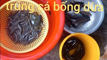 @.đổ lú hôm nay trúng luồng cá bống dừa. Bảo xuyên miền tây 