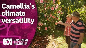 The little-known versatility of the winter classic camellia | Discovery | Gardening Australia