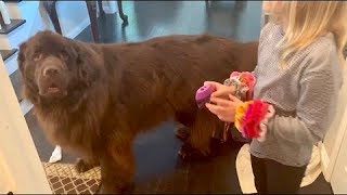 Dog Is Jealous Of Little Girl’s New Pet Dog Is Jealous Of Little Girl’s New Pet