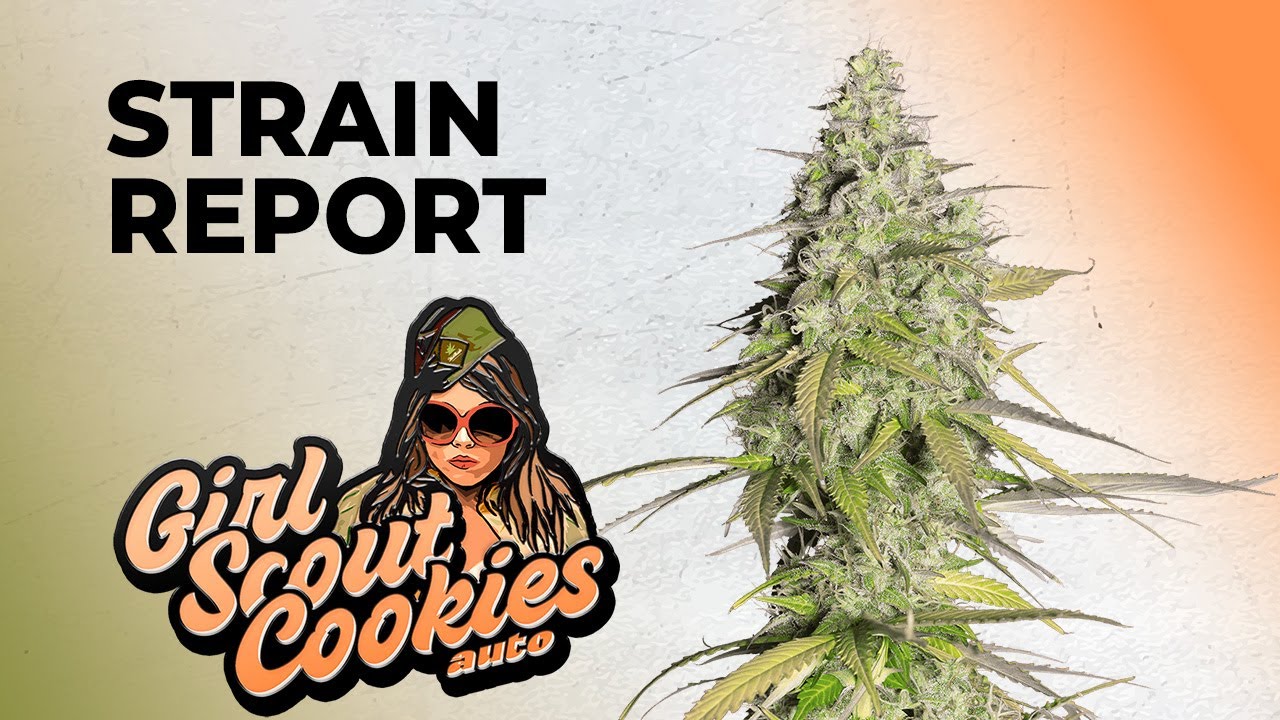 Girls Scout Cookies Auto | Strain Review | Fast Buds | Hybrid