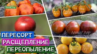 Томаты. Пересорт, расщепление, потеря сортовых характеристик, переопыление. Примеры томатов