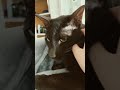 #sorts 😹